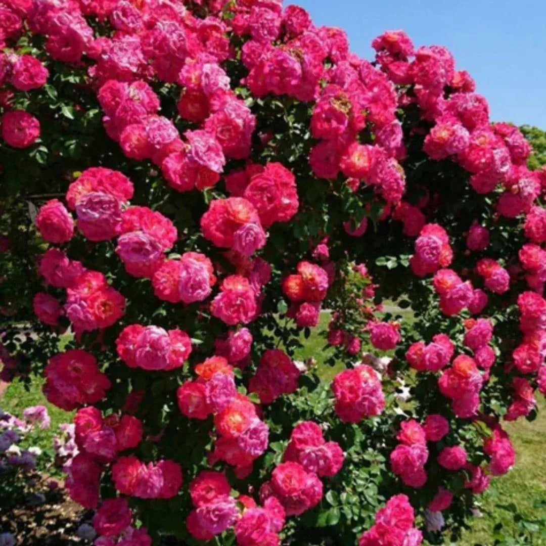 Elegant Climbing Rose Flower Seeds - Shopping Point