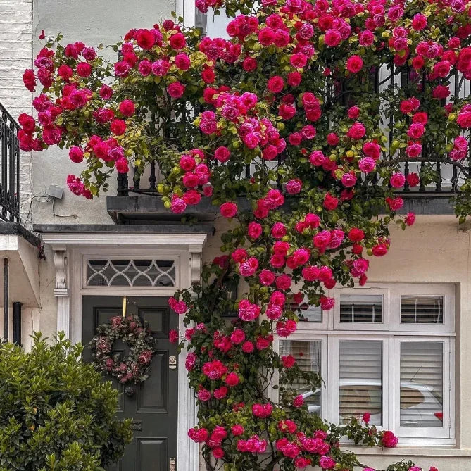 Elegant Climbing Rose Flower Seeds - Shopping Point